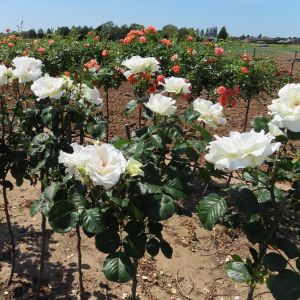 Margaret Merril standard rose - White Floribunda - Gardenroses.co.uk