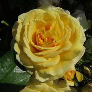 Martin Rose - Yellow Floribunda Rose - Gardenroses.co.uk