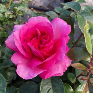 Mary Rose - Pink Hybrid Tea - Gardenroses.co.uk