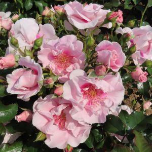 Megan rose - Pink Floribunda - Gardenroses.co.uk