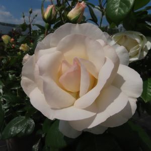 Michael rose - Pink/White Floribunda - Gardenroses.co.uk