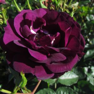 Midnight Blue rose - Purple Floribunda - Gardenroses.co.uk