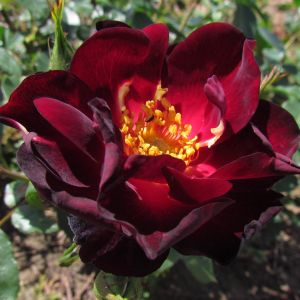Midsummer Nights Dream rose - Deep Red Shrub - Gardenroses.co.uk