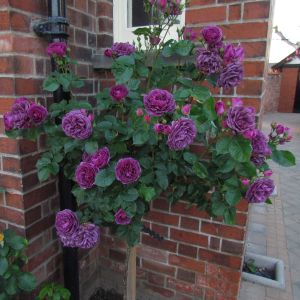 Minerva standard rose - Purple Floribunda - Gardenroses.co.uk