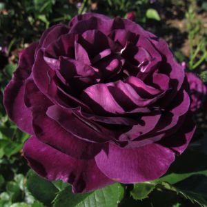 Minerva rose - Purple Floribunda - Gardenroses.co.uk
