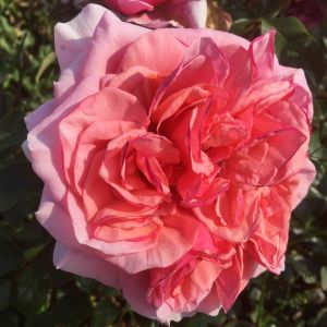 Missing You rose - Pink Shrub - Gardenroses.co.uk