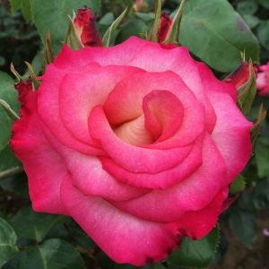 Moon Dancer rose - Pink Climber - Gardenroses.co.uk