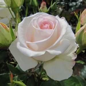 Mount Aorangi rose - White Floribunda - Gardenroses.co.uk