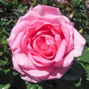 Mum in a Million rose - Pink Hybrid Tea - Gardenroses.co.uk