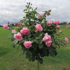 Mum in a Million standard rose - Pink Hybrid Tea - Gardenroses.co.uk