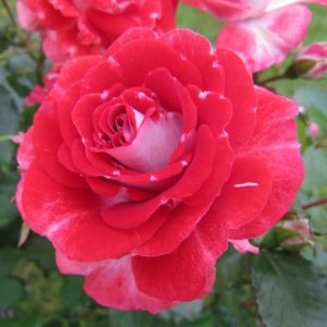 My Mum rose - Pink Floribunda - Gardenroses.co.uk