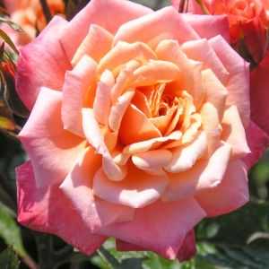 Nice Day rose - Salmon Climber - Gardenroses.co.uk