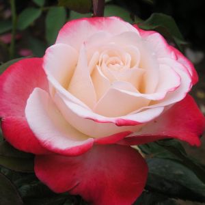 Nostalgia rose - Pink and White - Gardenroses.co.uk