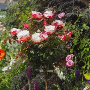 Nostalgia standard rose - Pink and White Hybrid Tea - Gardenroses.co.uk
