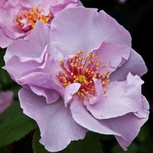 Odyssey rose | Lilac Floribunda | Gardenroses.co.uk