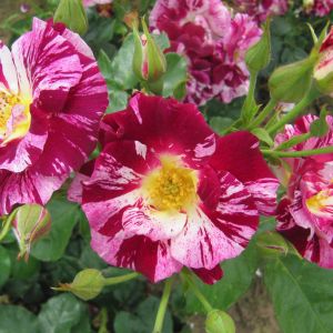 Oh Wow rose - Striped Climber - Gardenroses.co.uk