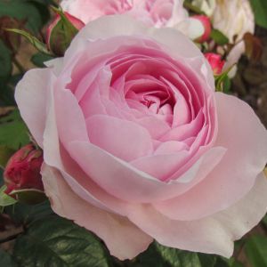 Olivia Rose Austin rose - Pink Shrub - Gardenroses.co.uk