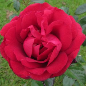 One in a Million rose - Red Hybrid Tea - Gardenroses.co.uk