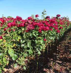 One in a Million standard rose | Red Hybrid Tea | Gardenroses.co.uk