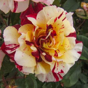 Ooh La La rose | Striped Floribunda | Gardenroses.co.uk