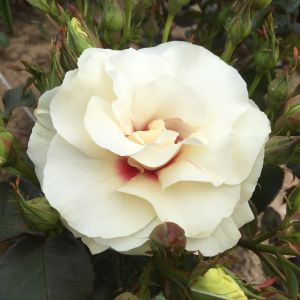 Oops A Daisy rose | White Floribunda | Gardenroses.co.uk