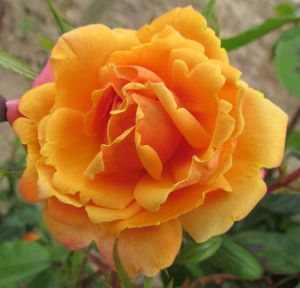 David's Delight Rose - Orange Climber - Gardenroses.co.uk