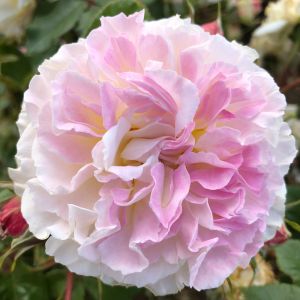 Our Liz - Cream & Pink Floribunda Rose - Gardenroses.co.uk