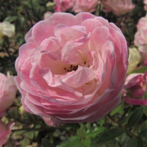 Pearl Anniversary rose | Pink Patio | Gardenroses.co.uk