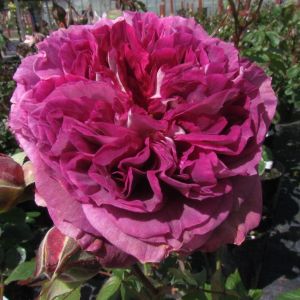 Our Special Girl rose | Purple Floribunda | Gardenroses.co.uk
