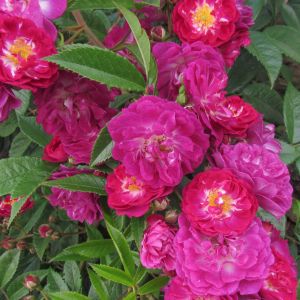 Perennial Blue rose | Purple Rambler | Gardenroses.co.uk