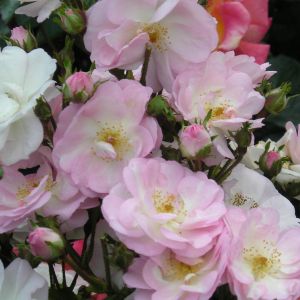 Perennial Blush rose | Pink Rambler | Gardenroses.co.uk