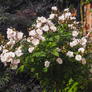 Perennial Blush standard rose | Pink Rambler | Gardenroses.co.uk