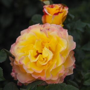 Perfect Harmony rose | Yellow Hybrid Tea | Gardenroses.co.uk