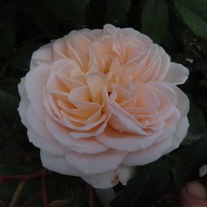 Peter's Perfection Rose - White/Pastel Pink Floribunda - Gardenroses.co.uk
