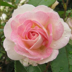 Pink Champagne rose | Pink Climber | Gardenroses.co.uk
