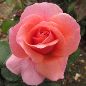 Precious Granddaughter rose | Pink Floribunda | Gardenroses.co.uk