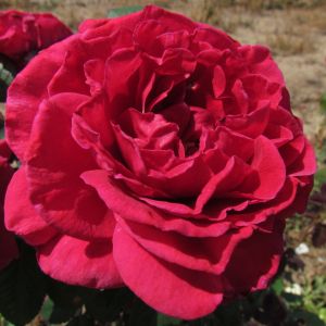 Precious Grandson rose | Red Floribunda | Gardenroses.co.uk