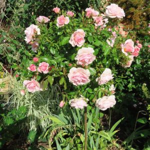 Precious Memories standard rose | Pink Floribunda | Gardenroses.co.uk
