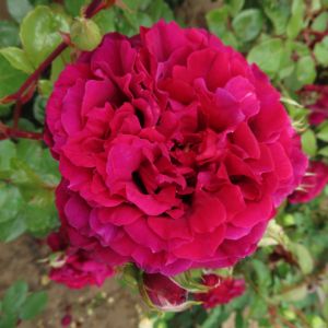 Pride and Joy rose | Deep Pink Shrub | Gardenroses.co.uk