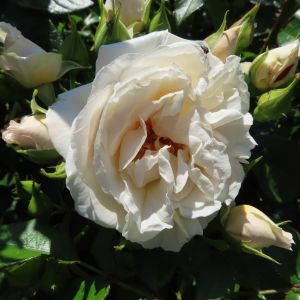 Prosecco Fizz rose | Cream Floribunda | Gardenroses.co.uk
