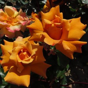 Perfect Gentleman rose | Golden Hybrid Tea | Gardenroses.co.uk