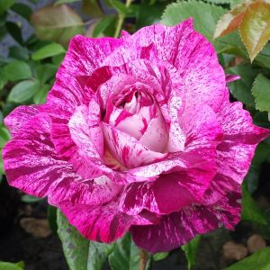 Purple Tiger rose | Purple Striped Floribunda | Gardenroses.co.uk