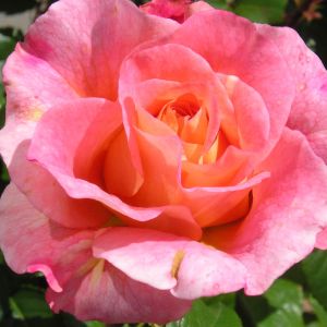 Rachel rose | Pink Hybrid Tea | Gardenroses.co.uk
