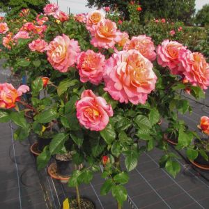 Rachel standard rose | Pink Hybrid Tea | Gardenroses.co.uk
