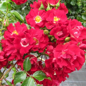 Rambling Rosie rose | Red Rambler | Gardenroses.co.uk