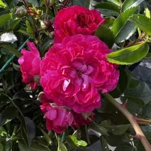 Rambling Jenny rose | Magenta Rambler | Gardenroses.co.uk