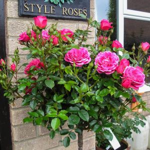 Rebecca standard rose | Pink Patio | Gardenroses.co.uk