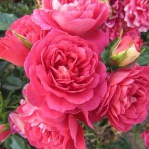 Rebecca rose | Pink Patio rose | Gardenroses.co.uk