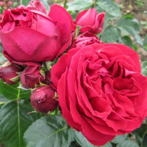 Red Eden Rose | Red Climber | Gardenroses.co.uk