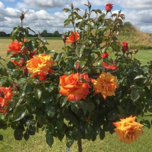 Remember Me standard rose | Orange Hybrid Tea | Gardenroses.co.uk